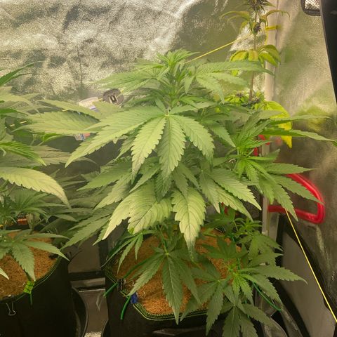 Gorilla Zkittlez Auto growlog timeline photo
