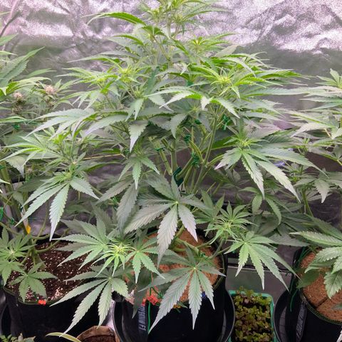 Hyperion F1 growlog timeline photo