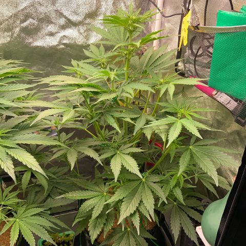 Gorilla Zkittlez Auto growlog timeline photo