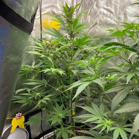 LSD-25 growlog timeline photo