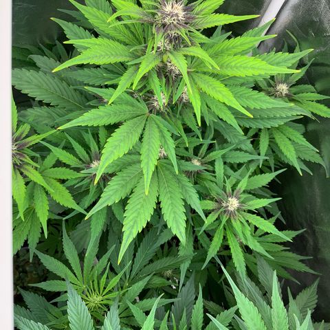LSD-25 growlog timeline photo
