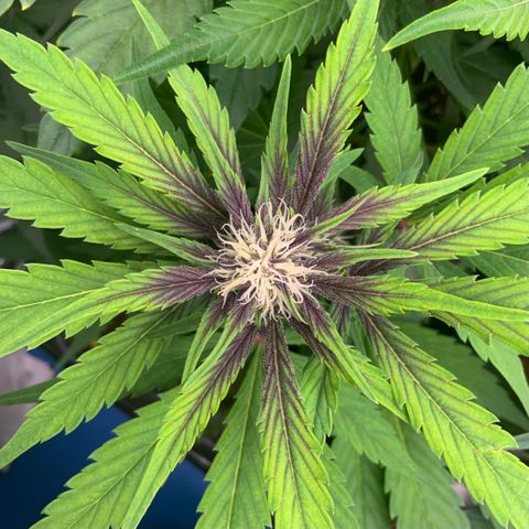 LSD-25 growlog timeline photo