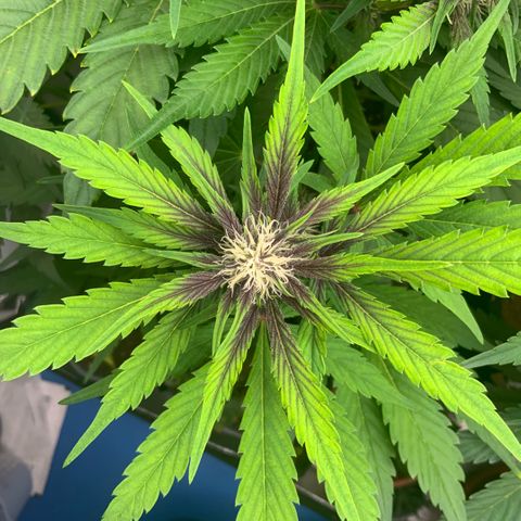 LSD-25 growlog timeline photo