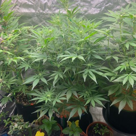 Hyperion F1 growlog timeline photo