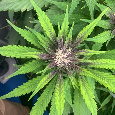 LSD-25 growlog timeline photo
