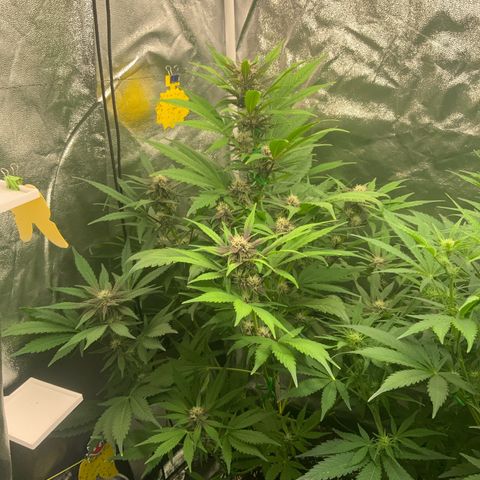LSD-25 growlog timeline photo