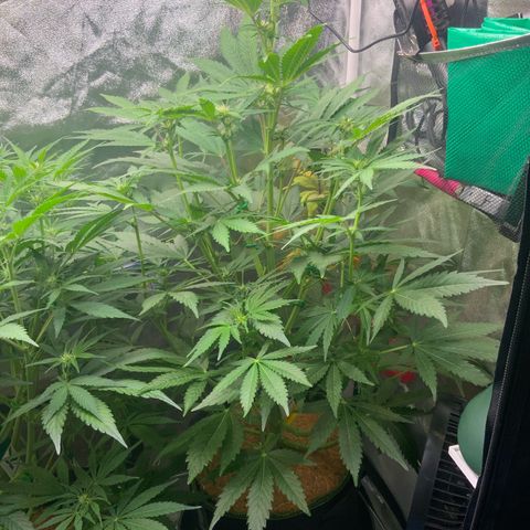 Gorilla Zkittlez Auto growlog timeline photo
