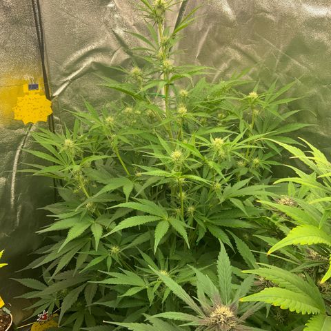 Hyperion F1 growlog timeline photo
