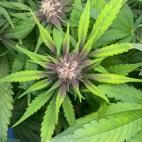 LSD-25 growlog timeline photo