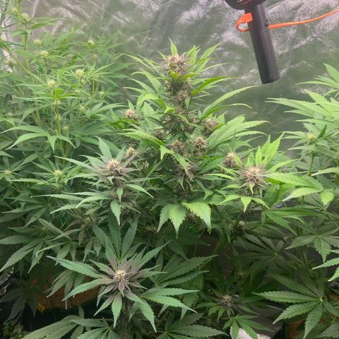 LSD-25 growlog timeline photo