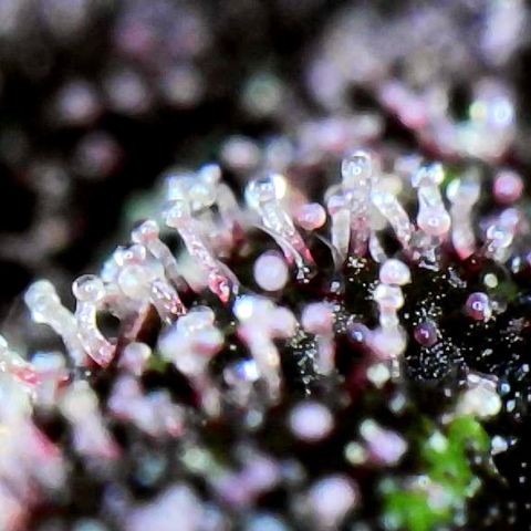 LSD-25 growlog timeline photo