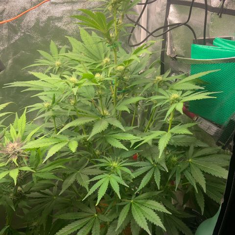 Gorilla Zkittlez Auto growlog timeline photo