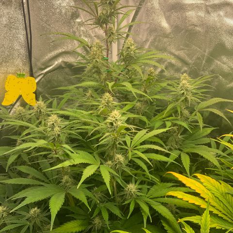 Hyperion F1 growlog timeline photo