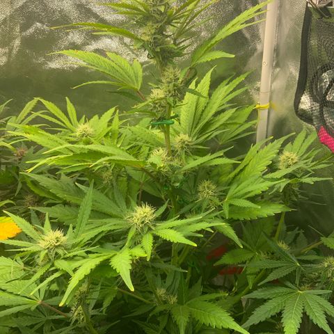 Gorilla Zkittlez Auto growlog timeline photo