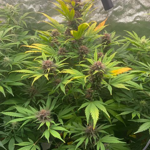 LSD-25 growlog timeline photo