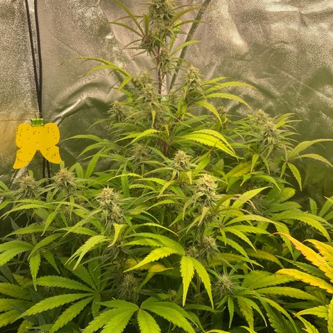 Hyperion F1 growlog timeline photo