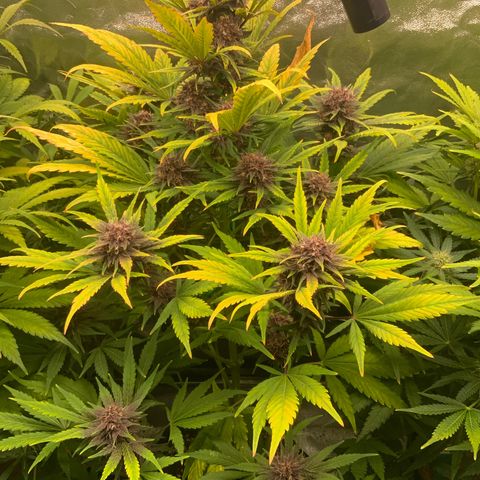LSD-25 growlog timeline photo