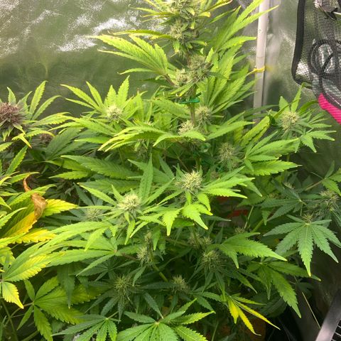 Gorilla Zkittlez Auto growlog timeline photo