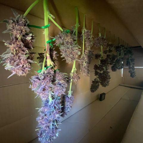 LSD-25 growlog timeline photo