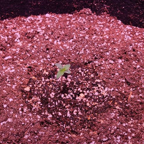 Illuminato #57 - Blood Orange Haze growlog timeline photo