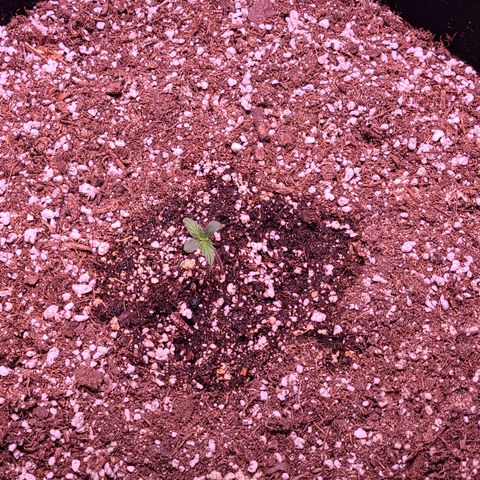 Forum Stomper growlog timeline photo