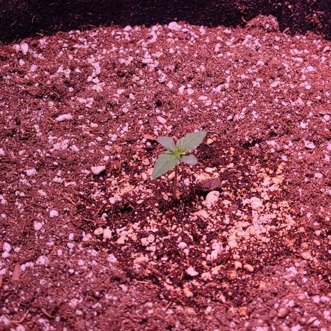 Illuminato #57 - Blood Orange Haze growlog timeline photo