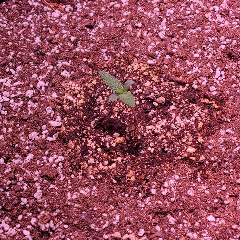 Forum Stomper growlog timeline photo