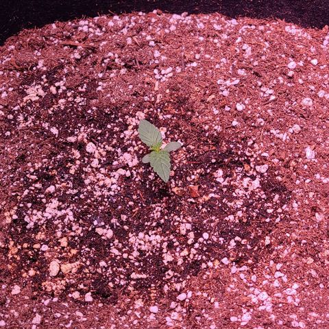 Illuminato #57 - Blood Orange Haze growlog timeline photo