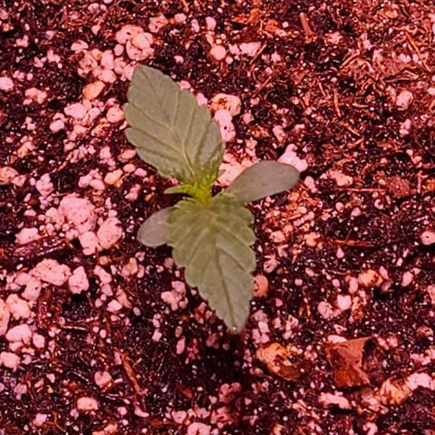 Illuminato #57 - Blood Orange Haze growlog timeline photo