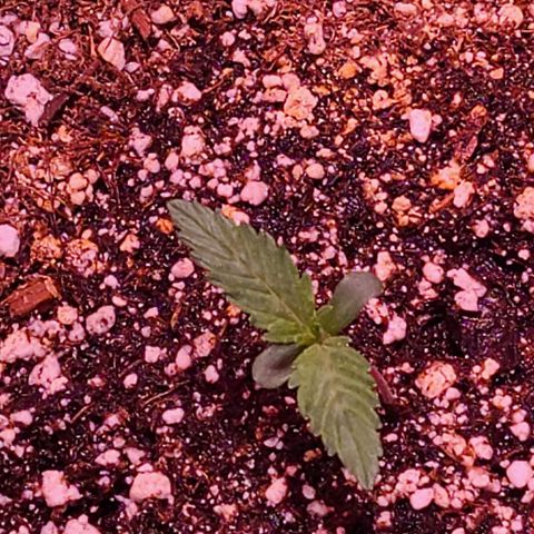 Forum Stomper growlog timeline photo