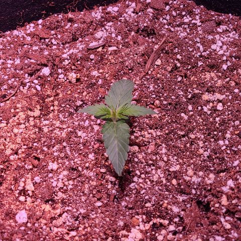 Illuminato #57 - Blood Orange Haze growlog timeline photo