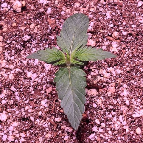 Illuminato #57 - Blood Orange Haze growlog timeline photo