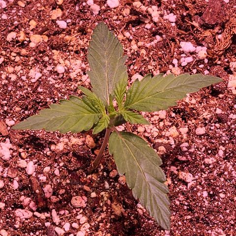 Forum Stomper growlog timeline photo
