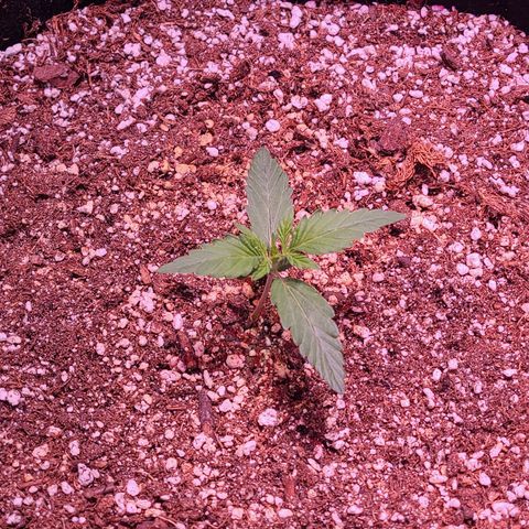 Forum Stomper growlog timeline photo
