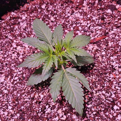 Illuminato #57 - Blood Orange Haze growlog photo: 2nd feeding