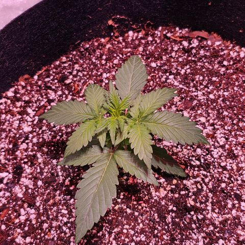 Forum Stomper growlog photo: 2nd feeding