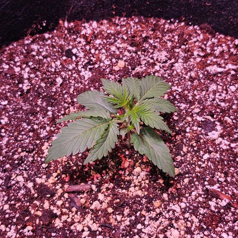 Illuminato #57 - Blood Orange Haze growlog timeline photo