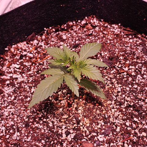 Forum Stomper growlog timeline photo