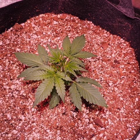 Illuminato #57 - Blood Orange Haze growlog timeline photo