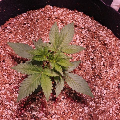 Forum Stomper growlog timeline photo