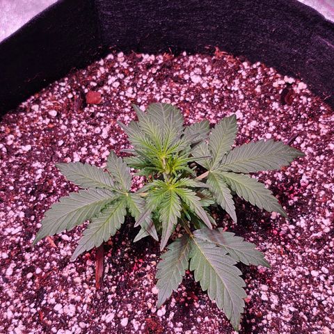 Illuminato #57 - Blood Orange Haze growlog timeline photo