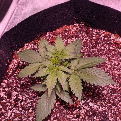 Forum Stomper growlog timeline photo