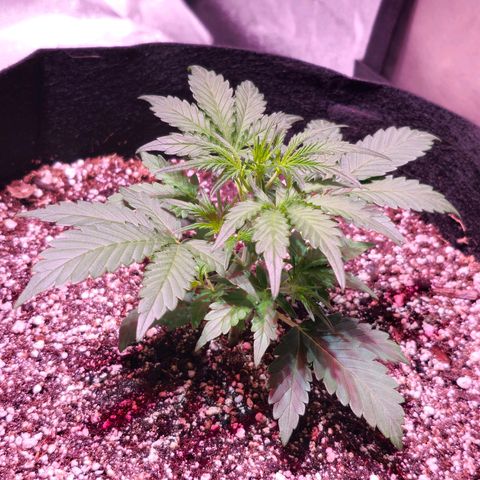 Illuminato #57 - Blood Orange Haze growlog timeline photo