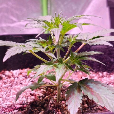 Illuminato #57 - Blood Orange Haze growlog timeline photo