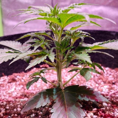 Forum Stomper growlog timeline photo