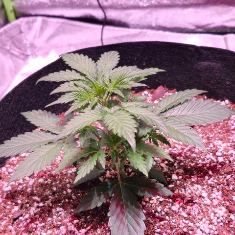 Forum Stomper growlog timeline photo