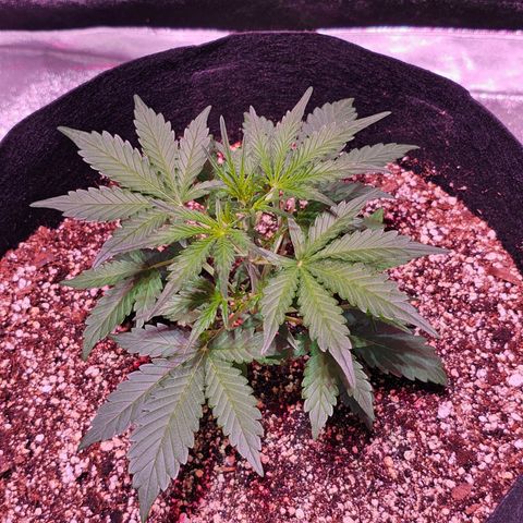 Illuminato #57 - Blood Orange Haze growlog timeline photo