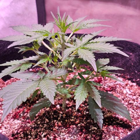 Illuminato #57 - Blood Orange Haze growlog timeline photo