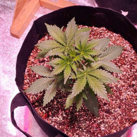 Forum Stomper growlog timeline photo