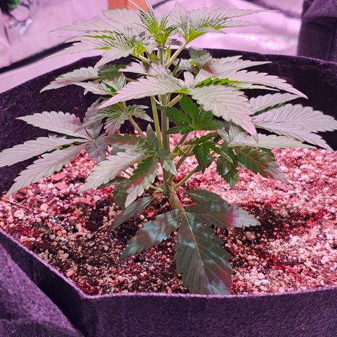 Forum Stomper growlog timeline photo